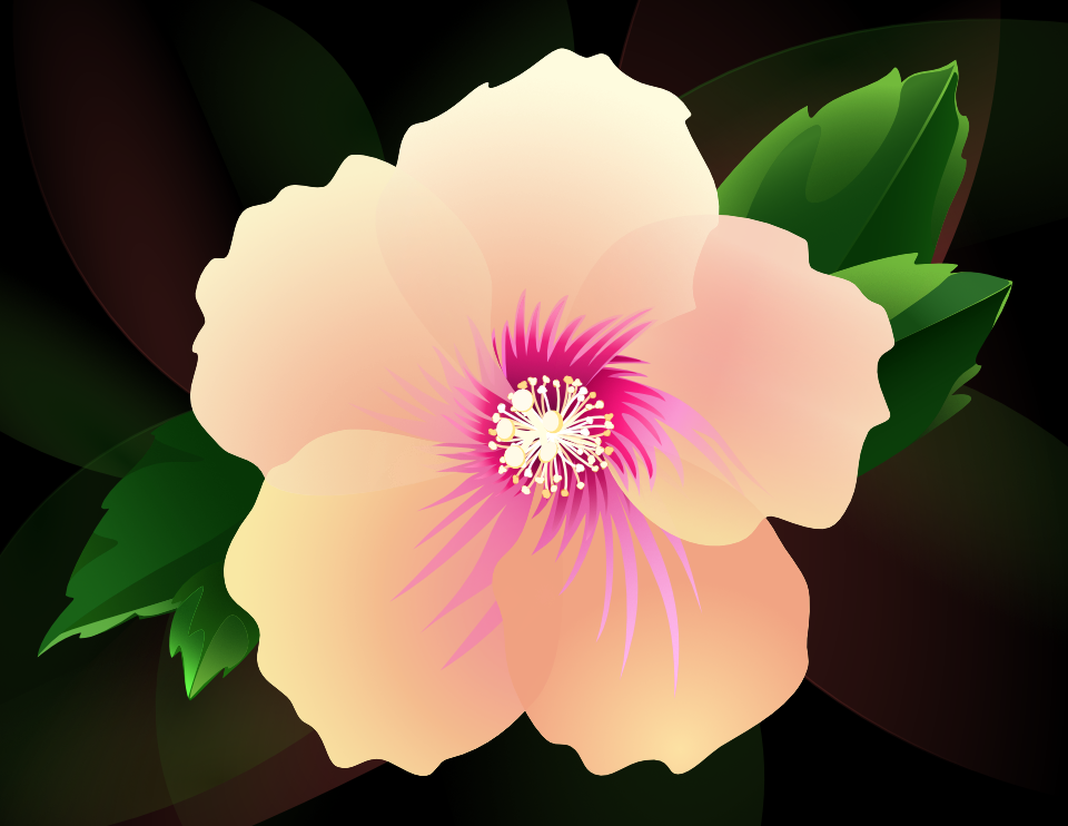Vector illustration of hibiscus.