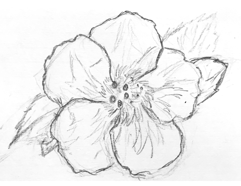 Concept sketch for hibiscus illustration.